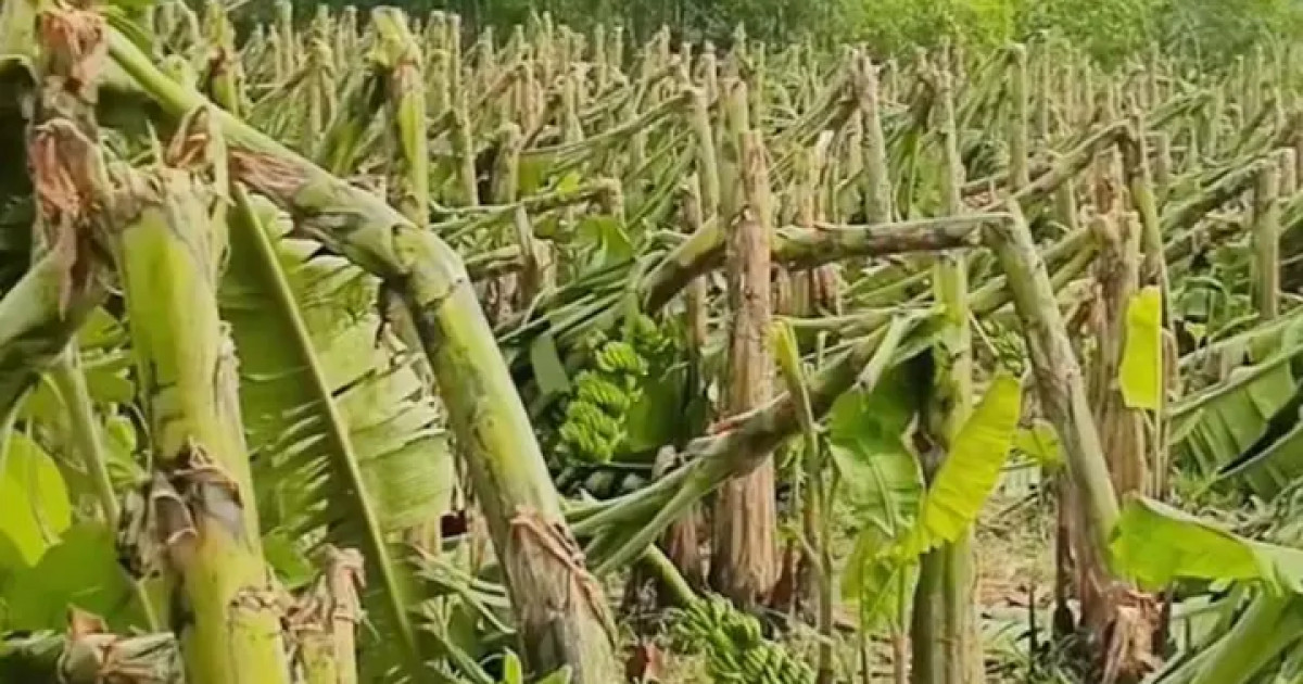 আকস্মিক ঝড়ে ৫৩ হেক্টর কলা-পেঁপের বাগান লন্ডভন্ড, ক্ষতির মুখে কয়েকশ কৃষক