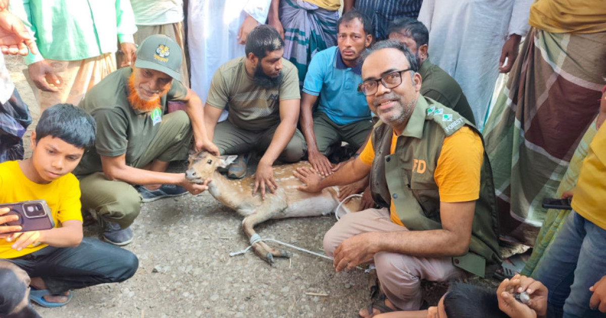 বরগুনায় পাথরঘাটায় কুকুরের দাওয়া খেয়ে লোকালয় আশ্রয় নিল মায়াবী হরিণ