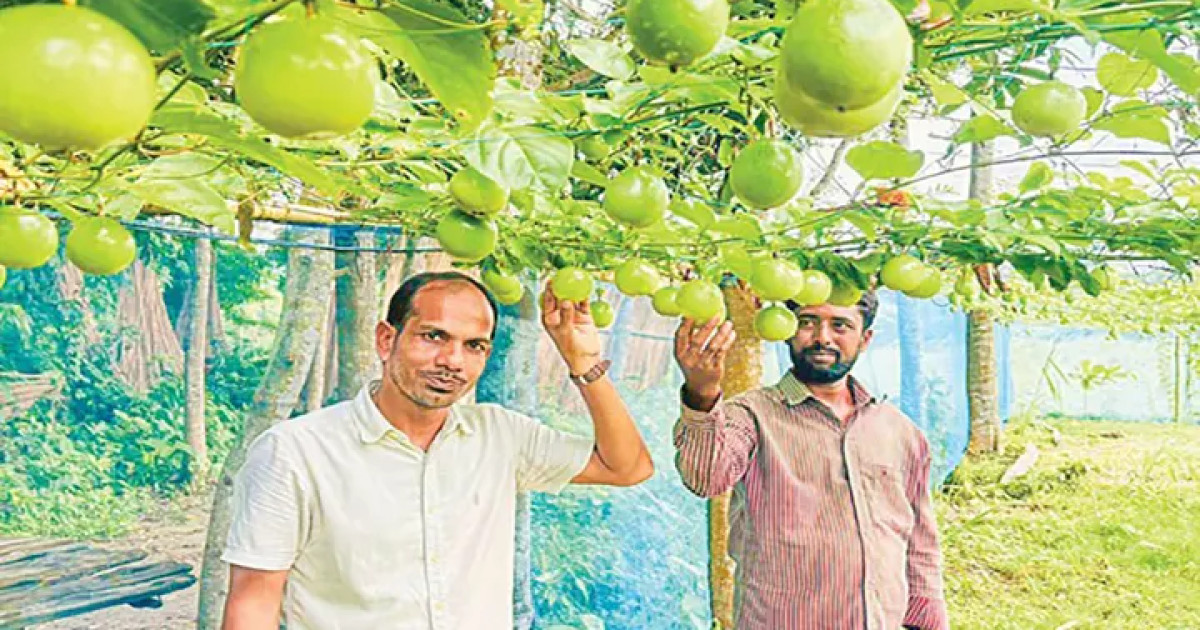 কম খরচে আনারকলির চাষ, দুই বিঘায় ১৫ লাখ টাকা বিক্রির আশা